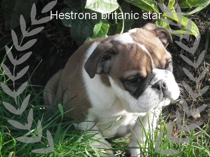 Hestrona britanic  star du domaine des calins