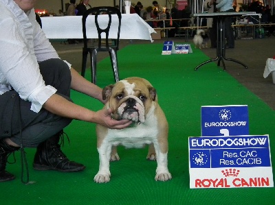 du domaine des calins - EURODOGSHOW  COURTRAI  BELGIQUE