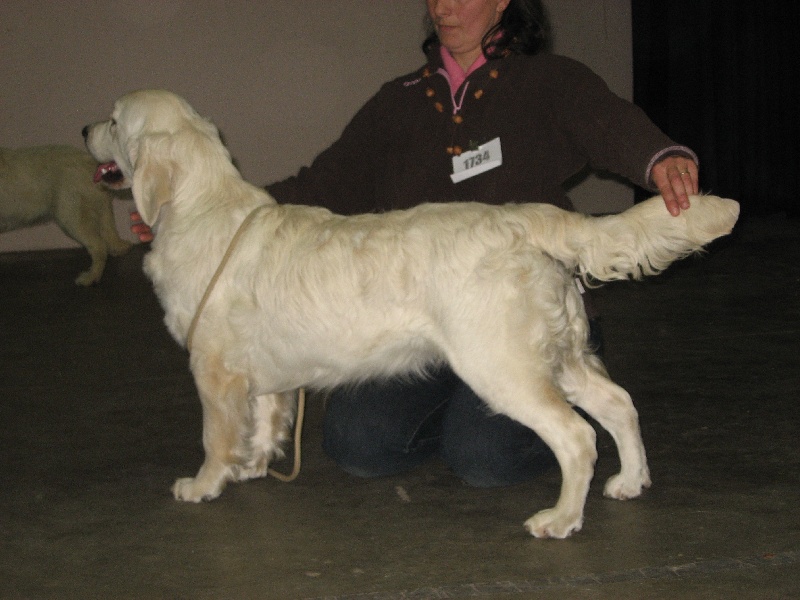 Capucine du domaine des calins