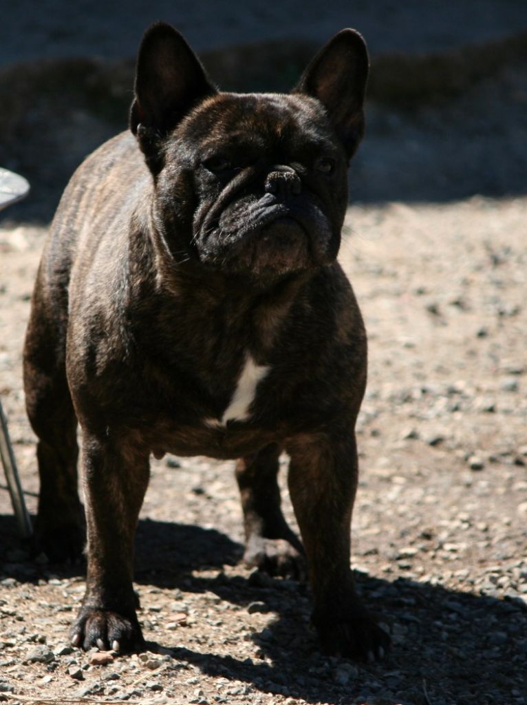 Lucy star du domaine des calins