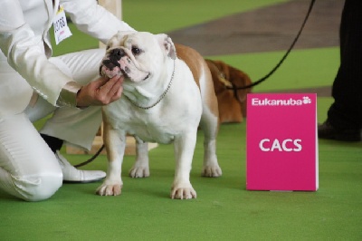 du domaine des calins - WORLD DOG SHOW 8 JUILLET 2011