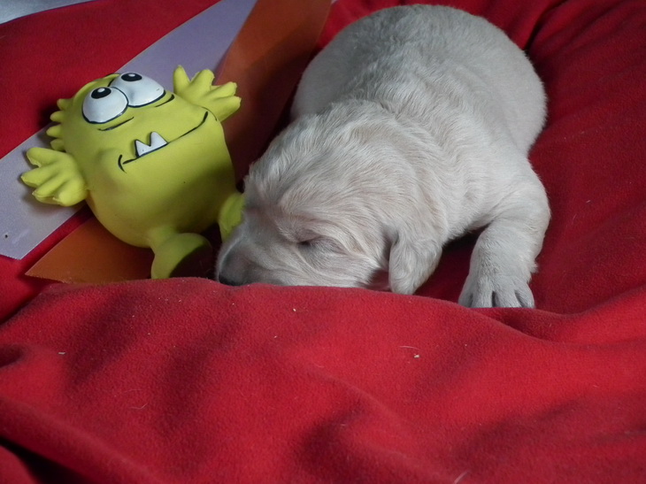 BB DIOR 